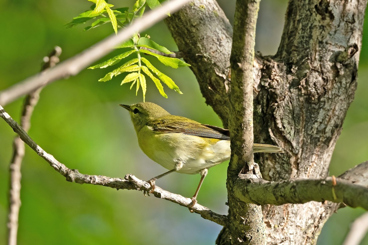 Tennessee Warbler - Steve Kruse