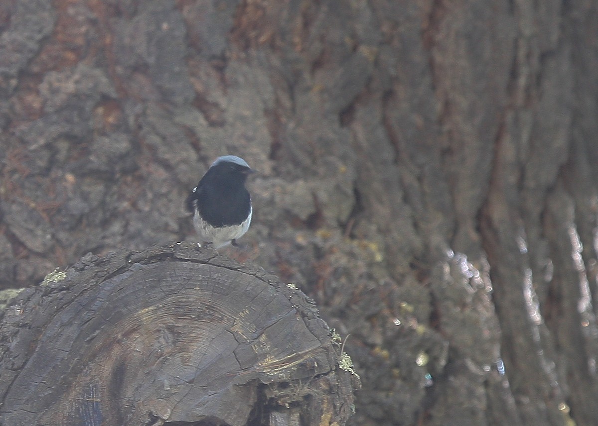 Blue-capped Redstart - ML61861911