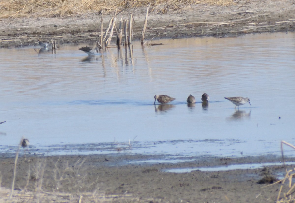 Long-billed Dowitcher - Robert Tonge