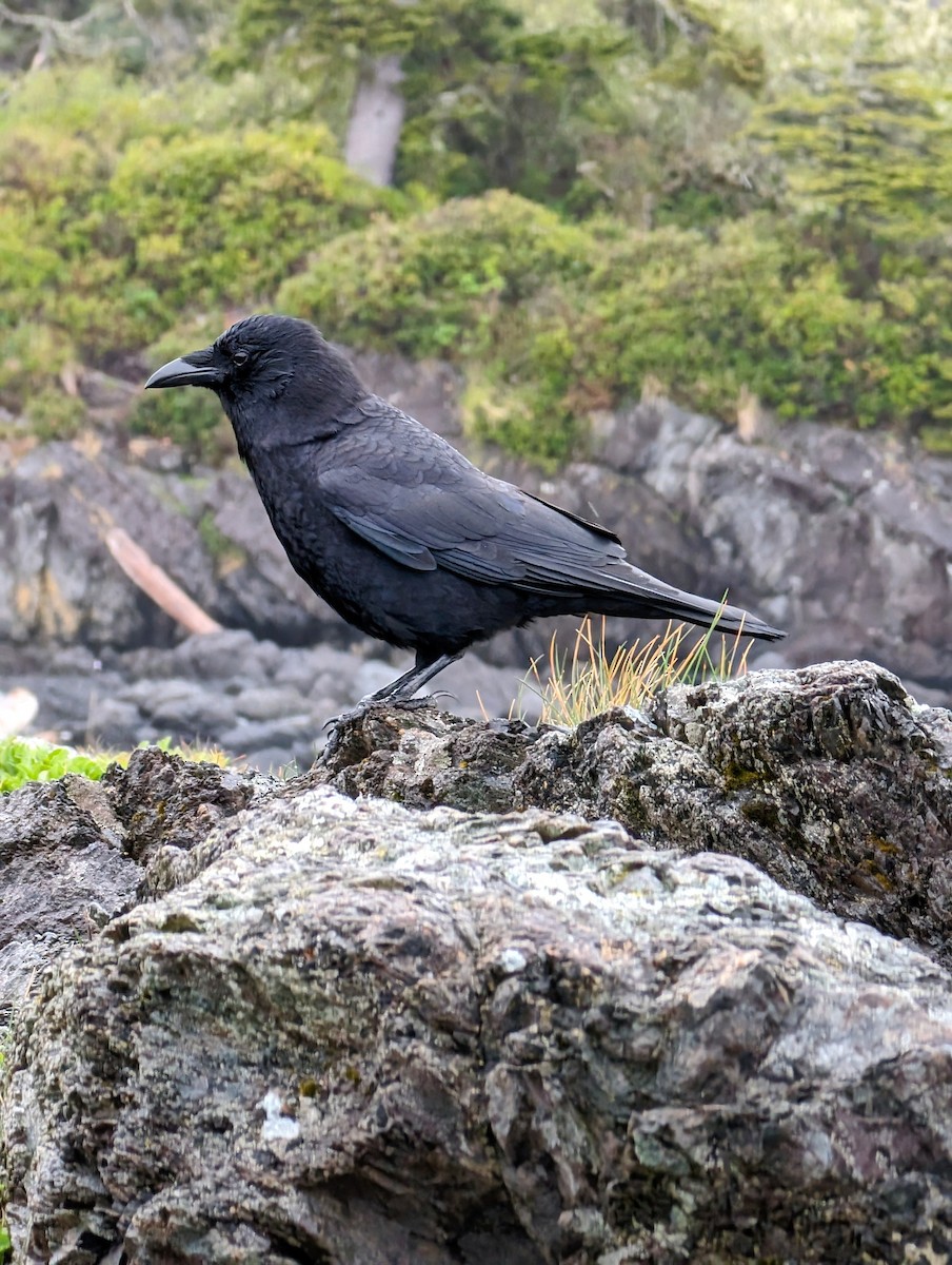 American Crow - ML618619176