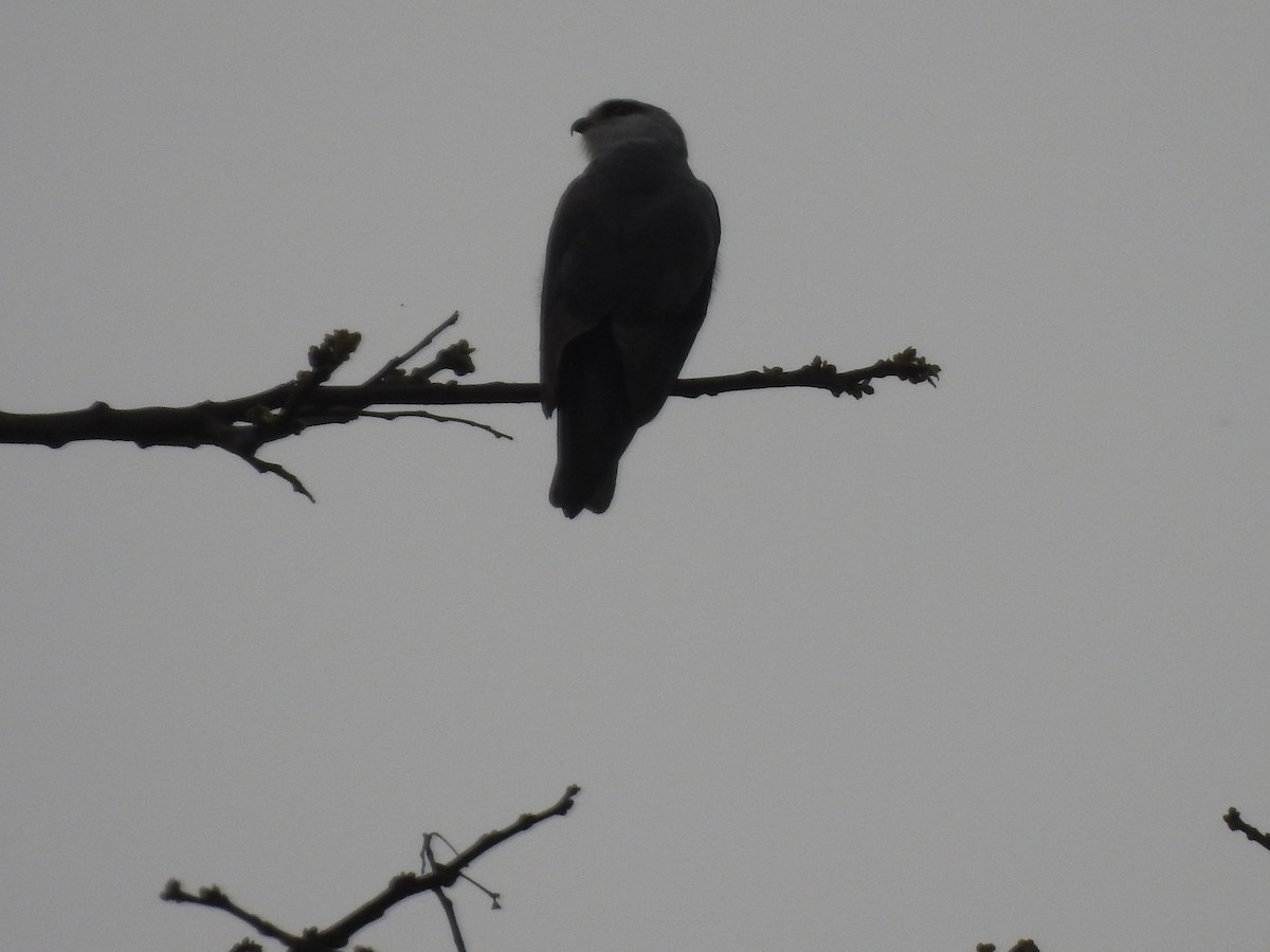 Black-winged Kite - ML618619198