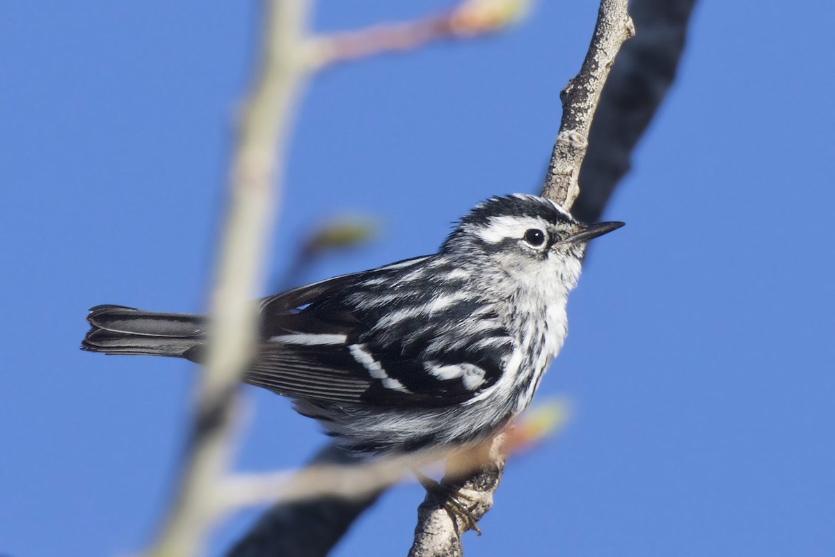 Black-and-white Warbler - ML618619218