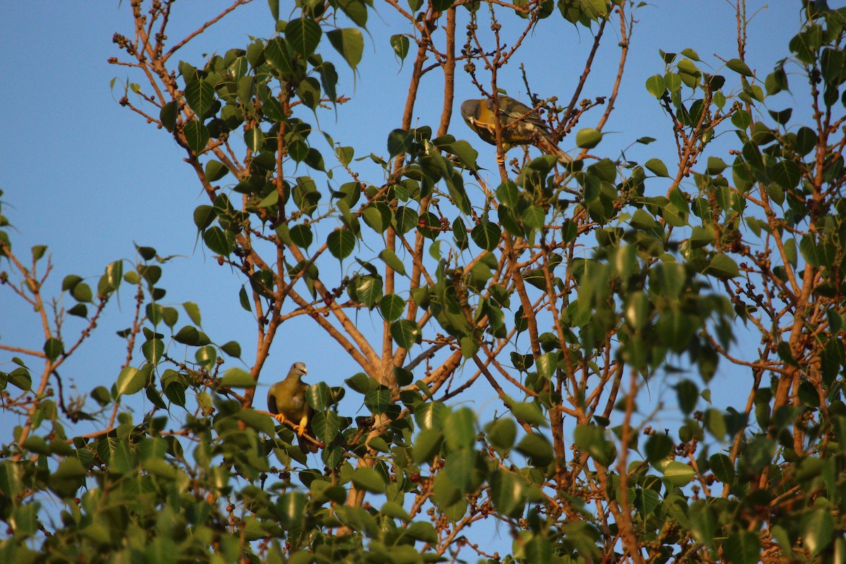 Yellow-footed Green-Pigeon - ML618619228