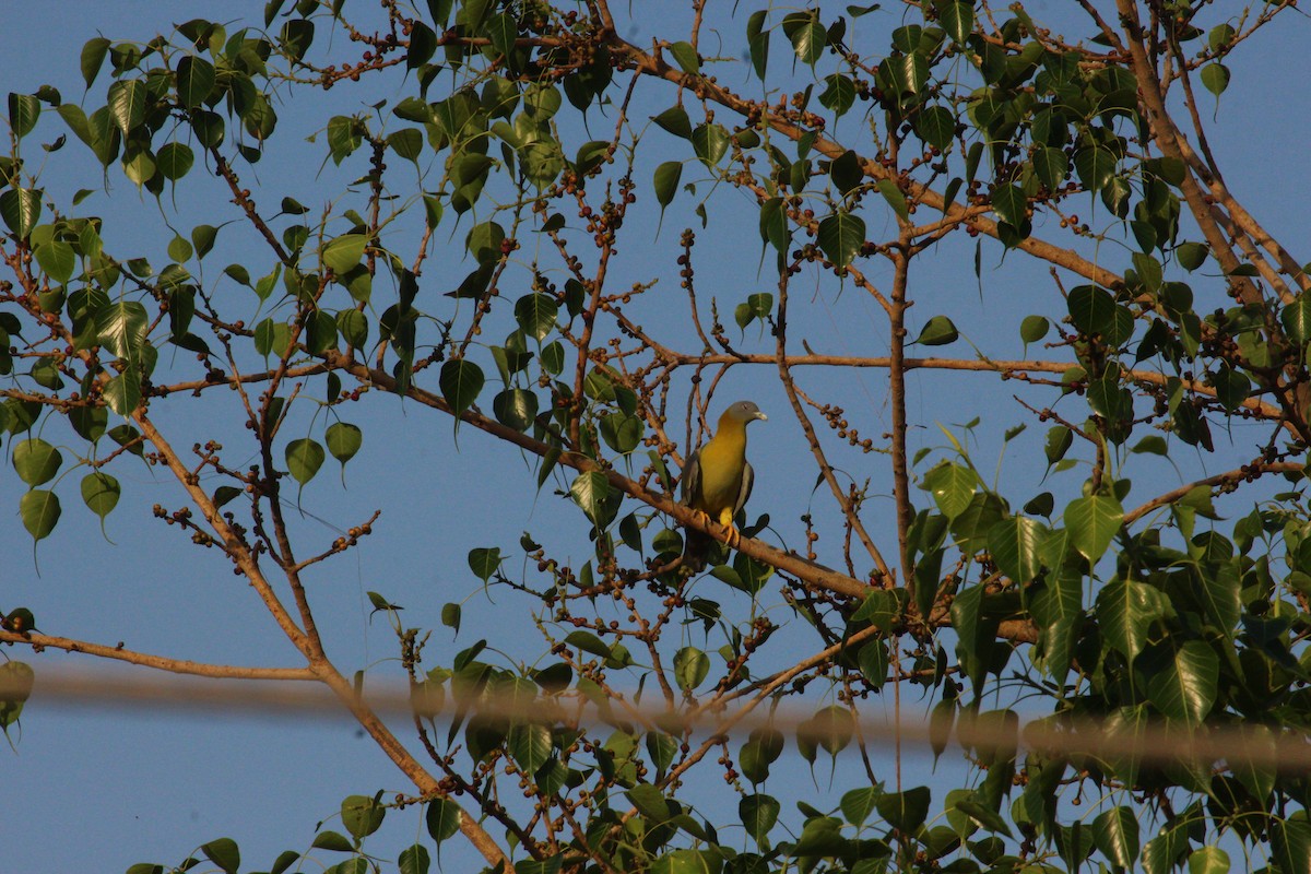 Желтоногий зелёный голубь - ML618619235