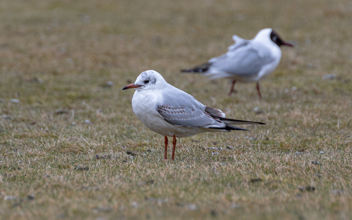 Black-headed Gull - ML618619236