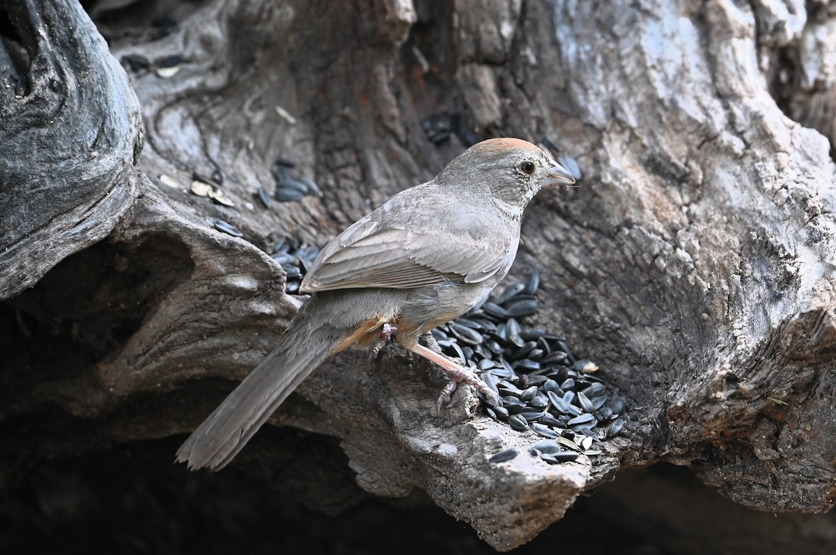 Canyon Towhee - ML618619242