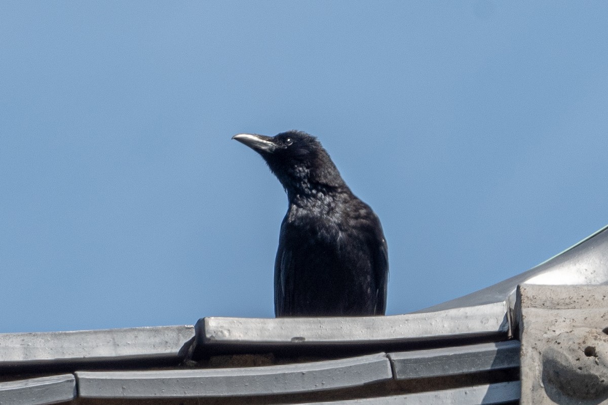 Carrion Crow - ML618619244