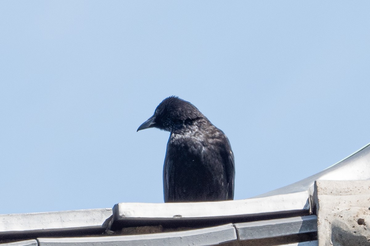 Carrion Crow - ML618619249