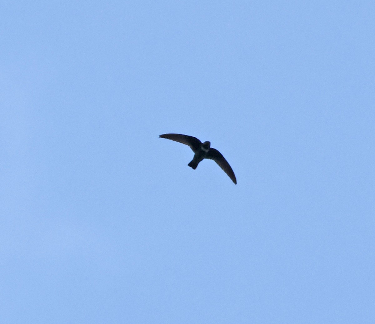 White-chested Swift - ML618619271