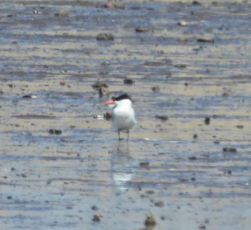 Caspian Tern - ML618619281