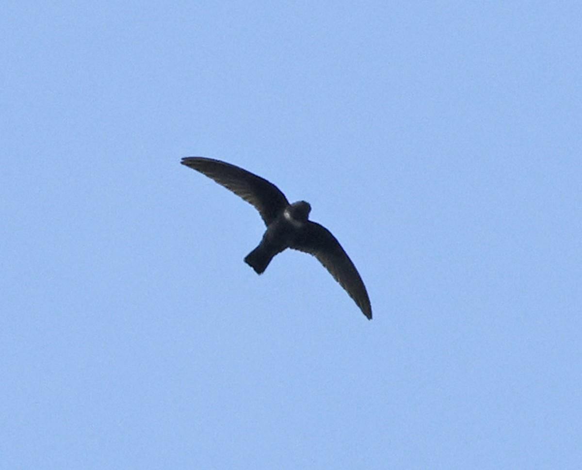 White-chested Swift - ML618619283