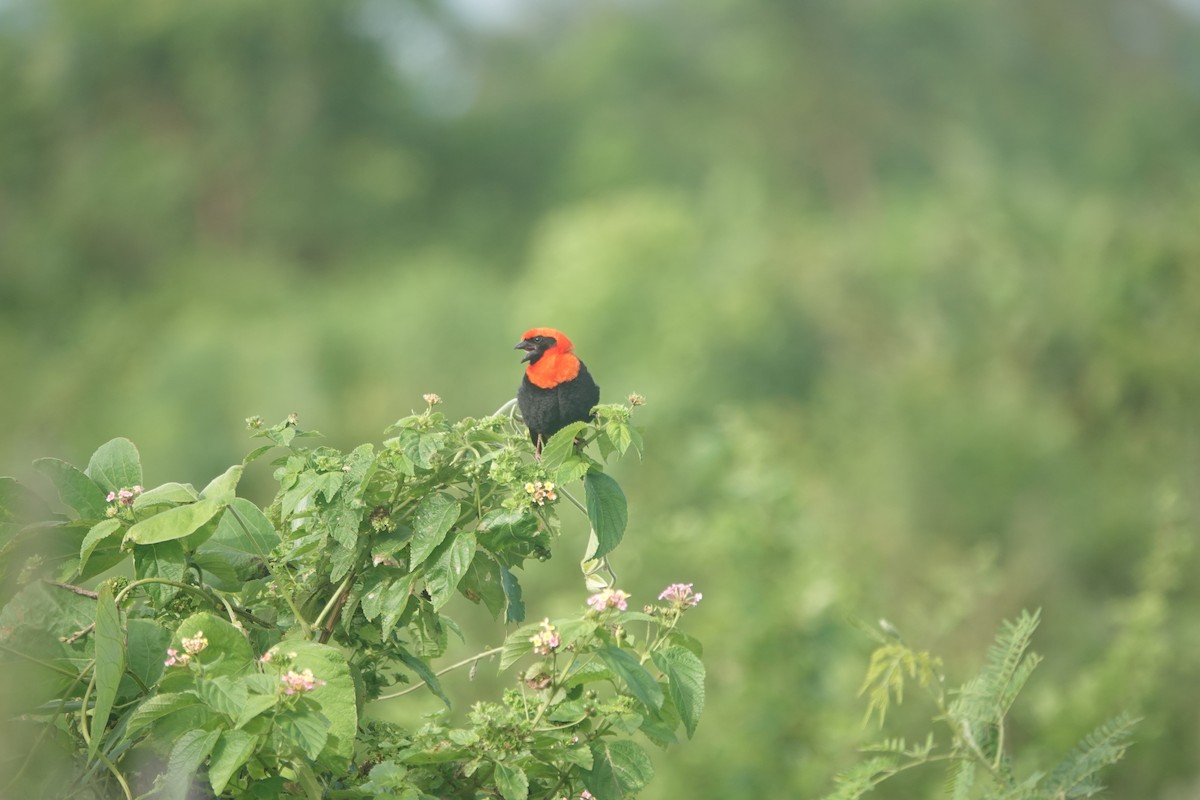 Black-winged Bishop - ML618619367