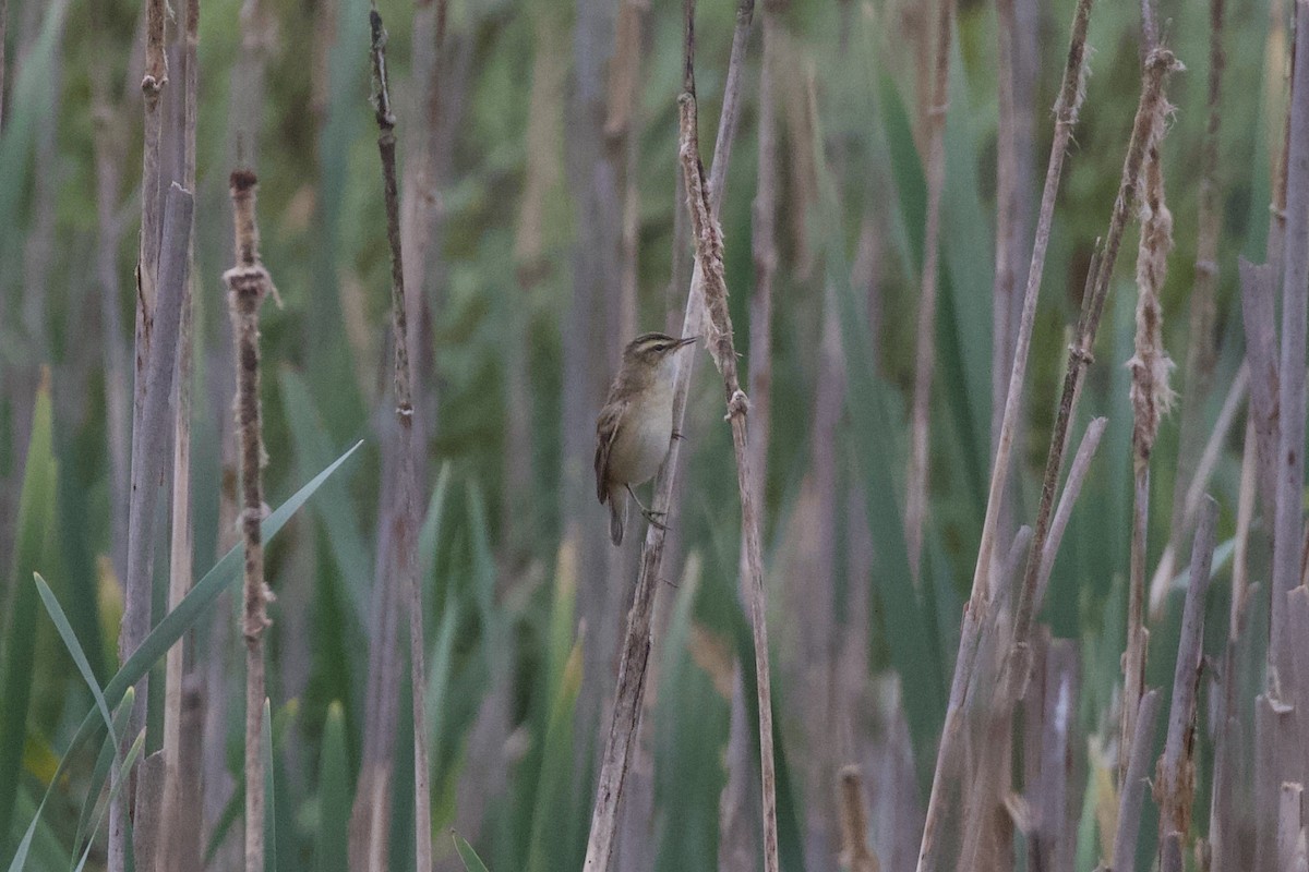 Sedge Warbler - ML618619380