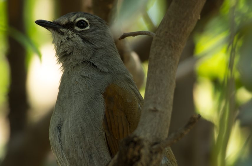 Brown-backed Solitaire - ML618619395