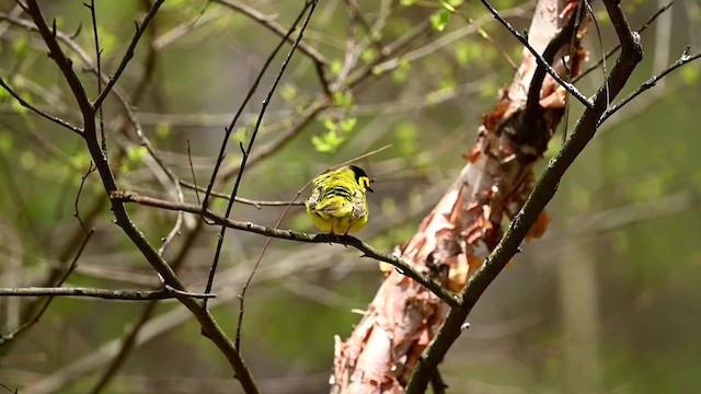 Hooded Warbler - ML618619403