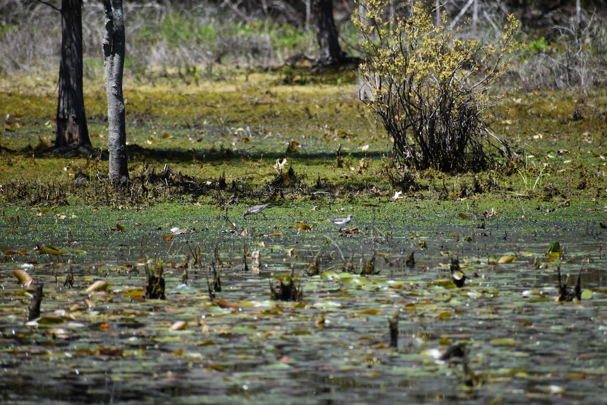 Solitary Sandpiper - ML618619432