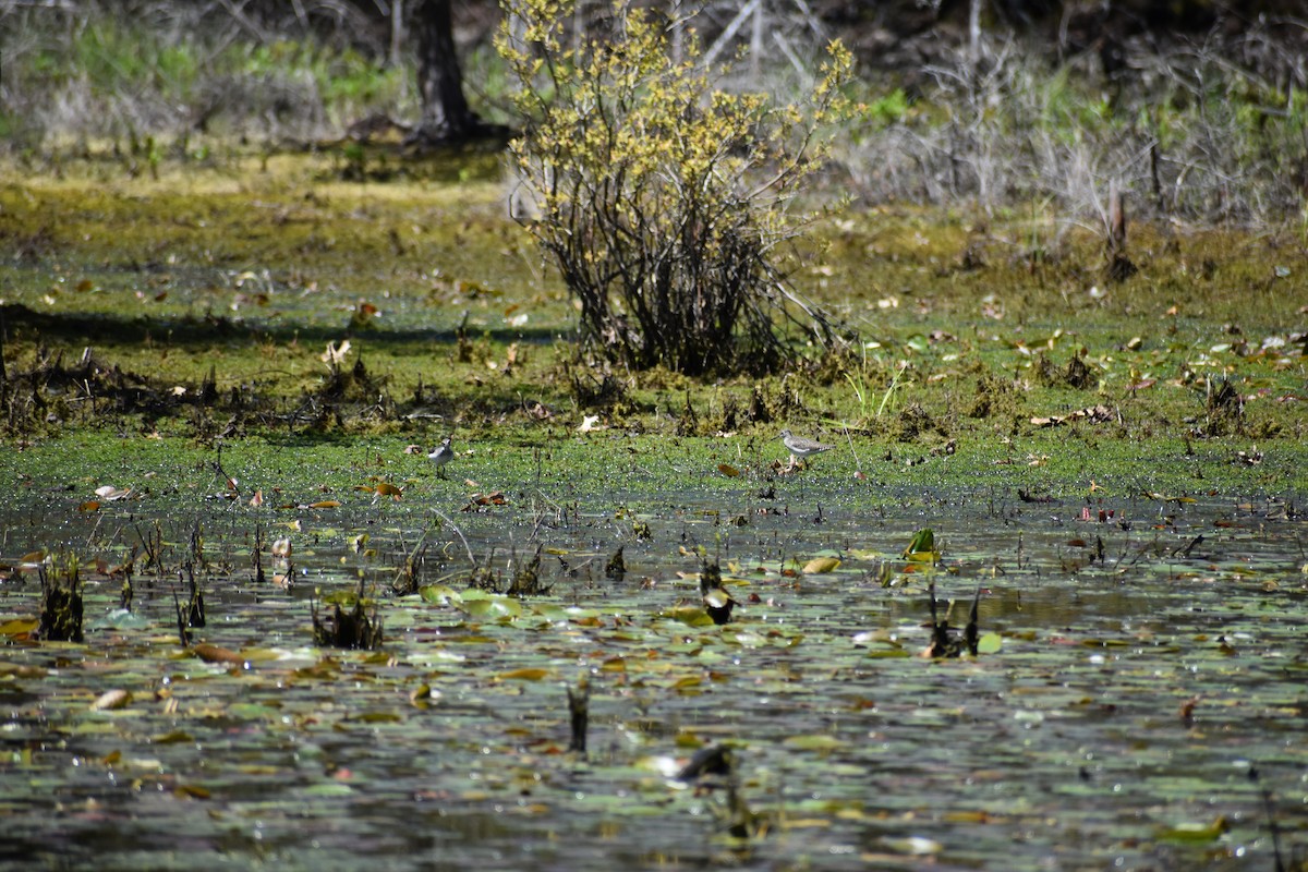 Solitary Sandpiper - ML618619434