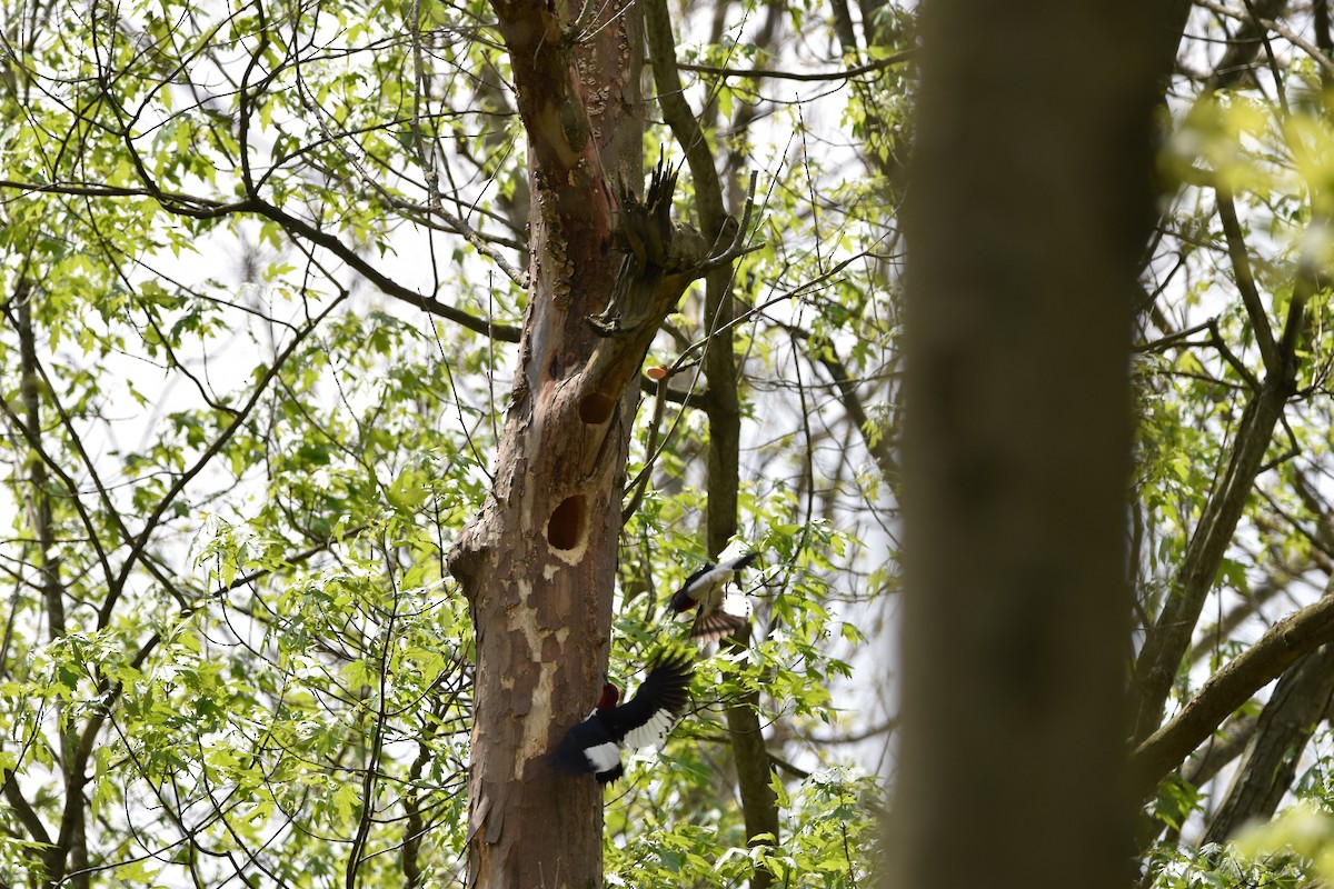 Red-headed Woodpecker - ML618619444