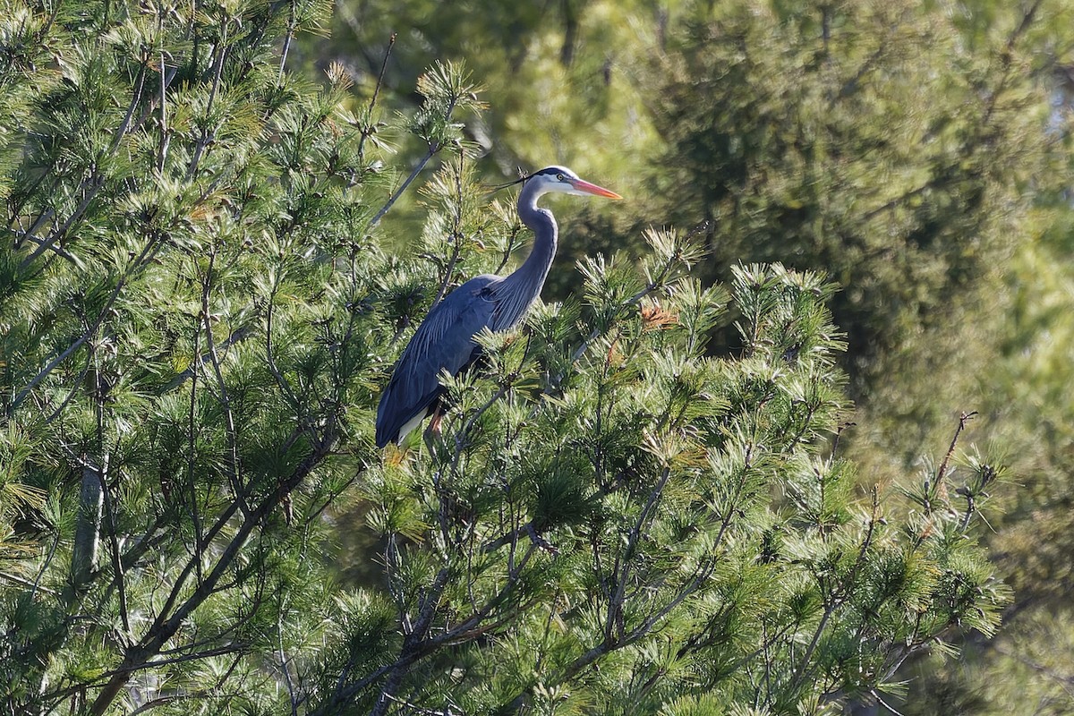 Great Blue Heron - Mike Van Norman