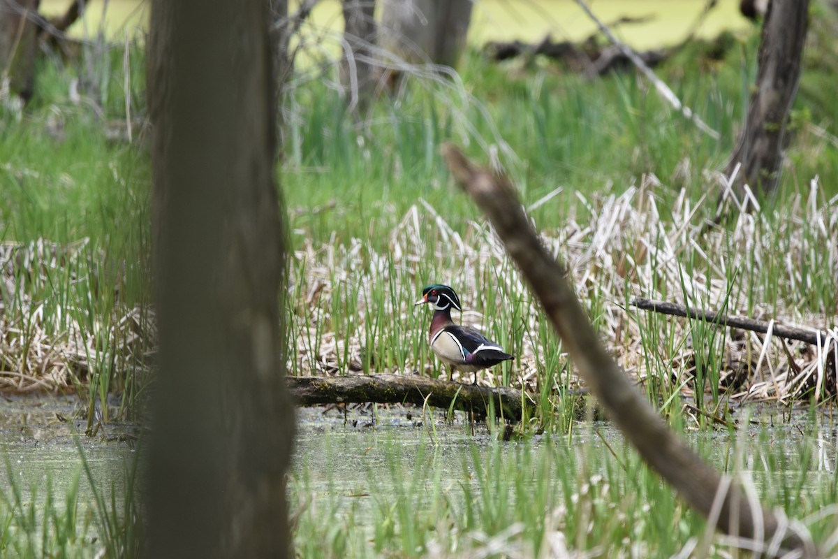 Wood Duck - ML618619473