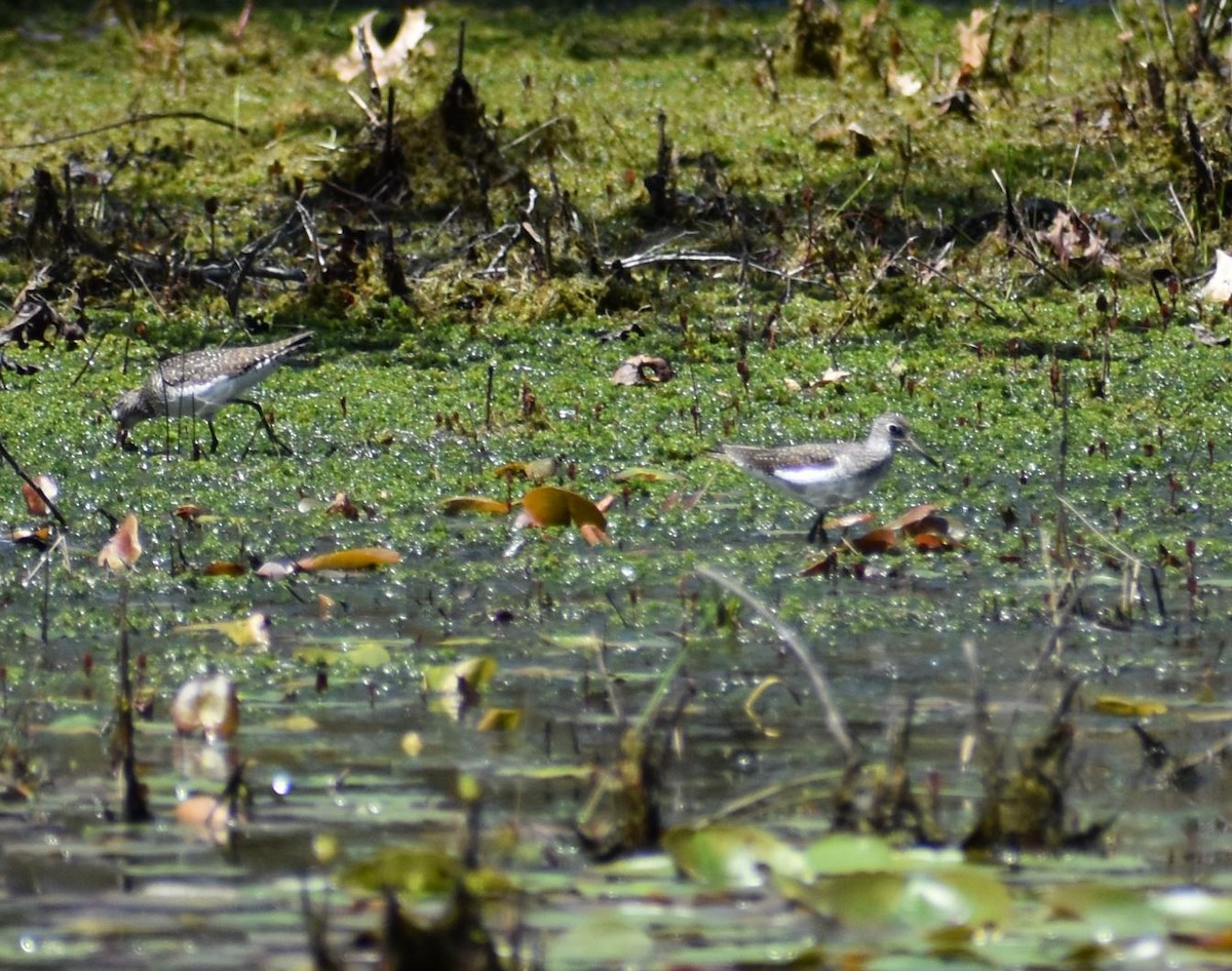 Solitary Sandpiper - ML618619532