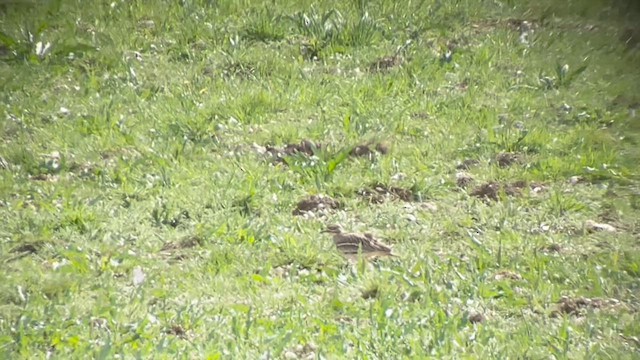 イシチドリ - ML618619556