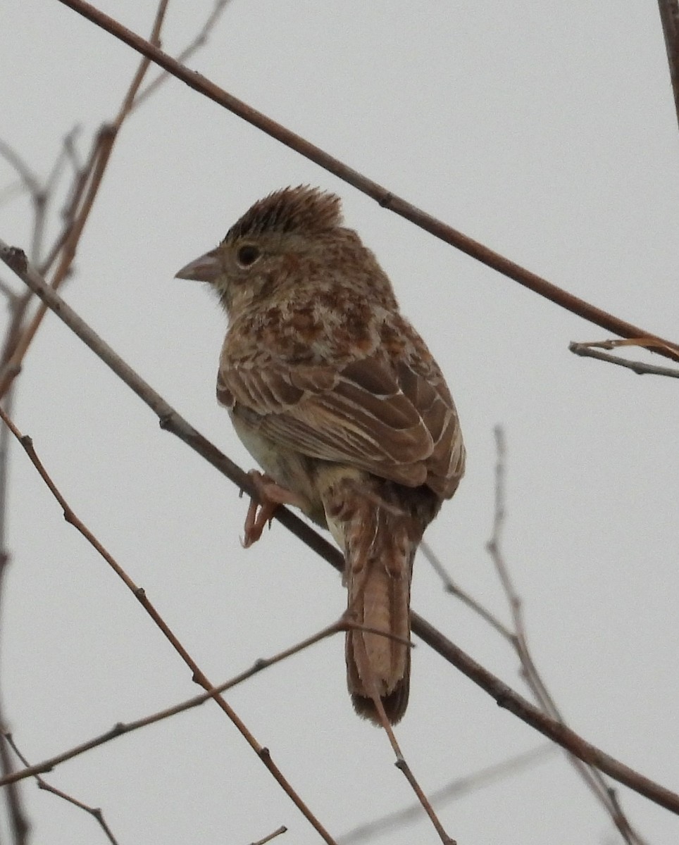 Cassin's Sparrow - ML618619611