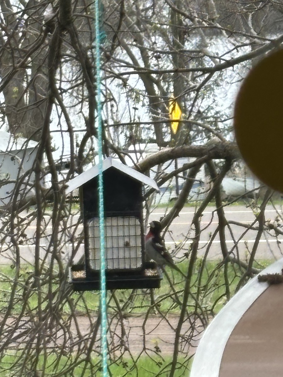 Rose-breasted Grosbeak - ML618619623