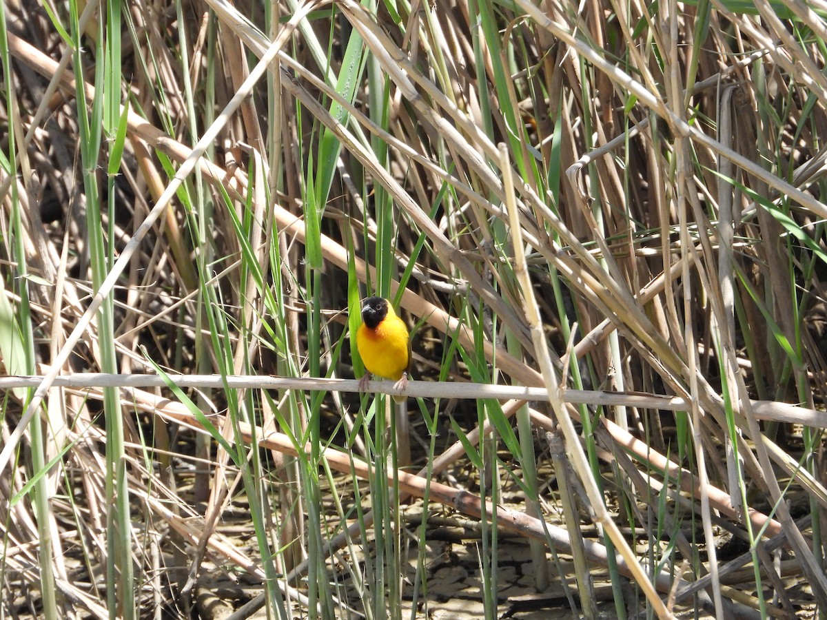 Black-headed Weaver - Celestino Gonzalez