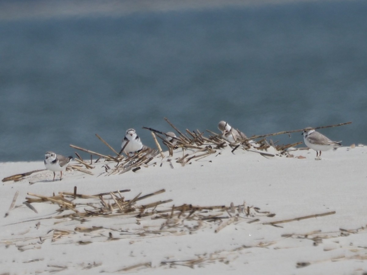 Piping Plover - ML618619684