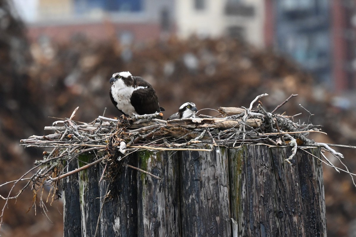 Osprey - ML618619728