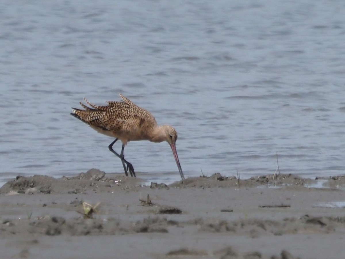 Marbled Godwit - Kirk LaGory