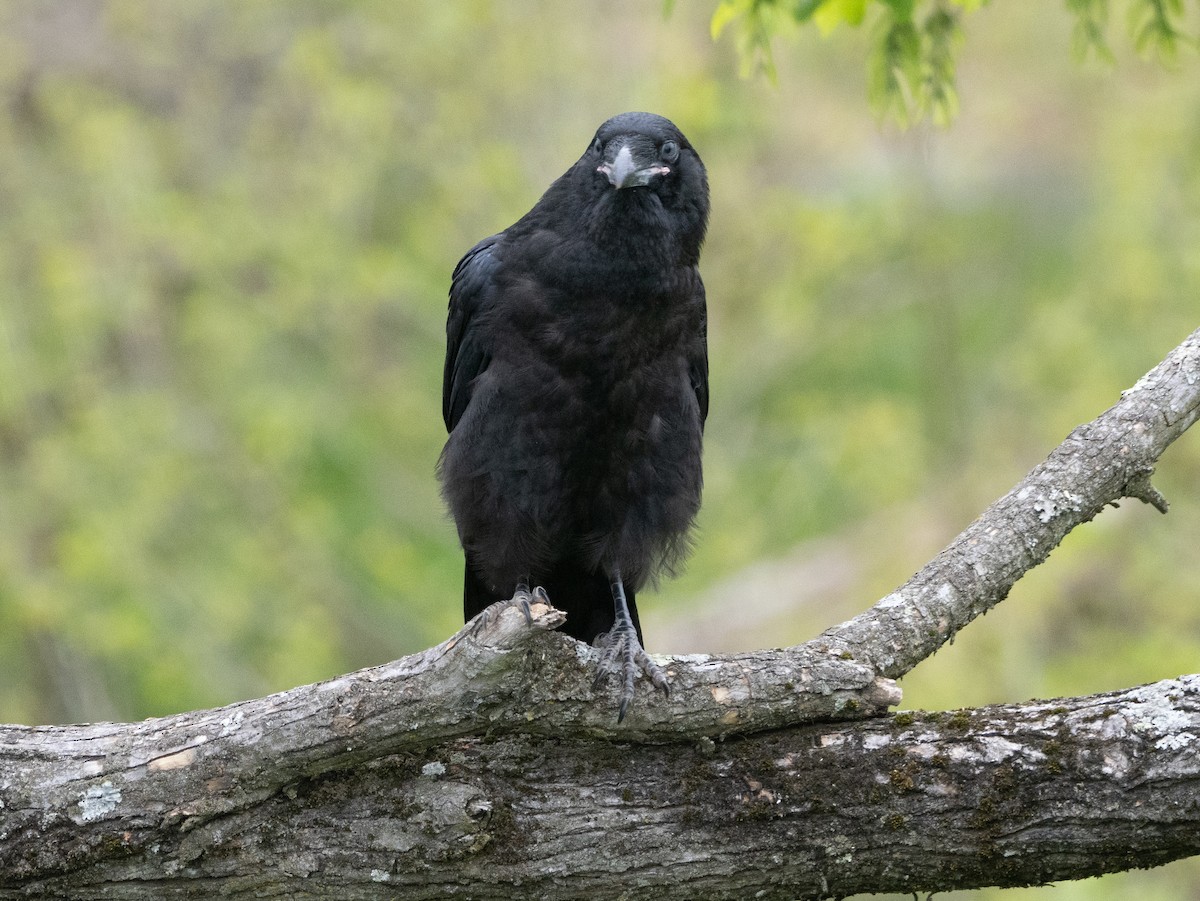 Common Raven - ML618619757