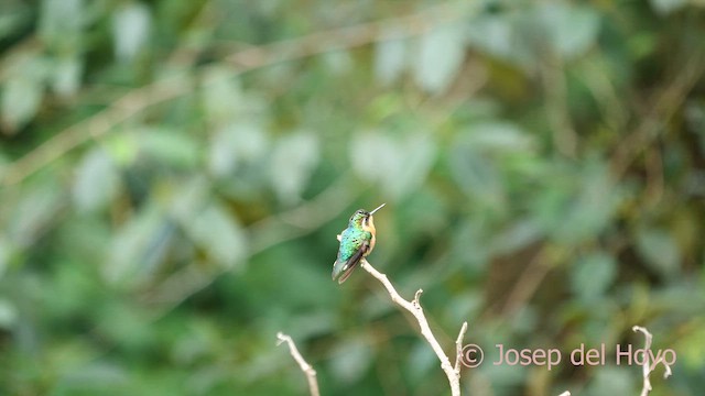 Purple-throated Mountain-gem - ML618619759