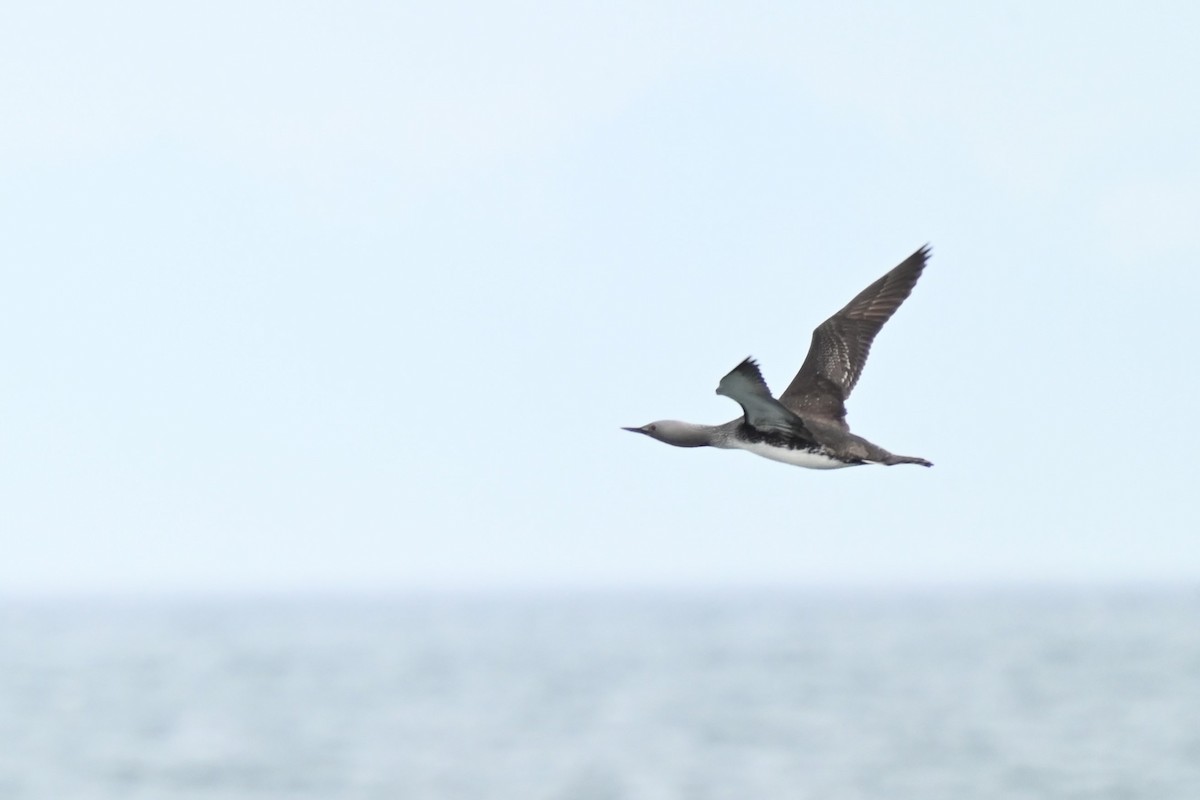 Red-throated Loon - ML618619791