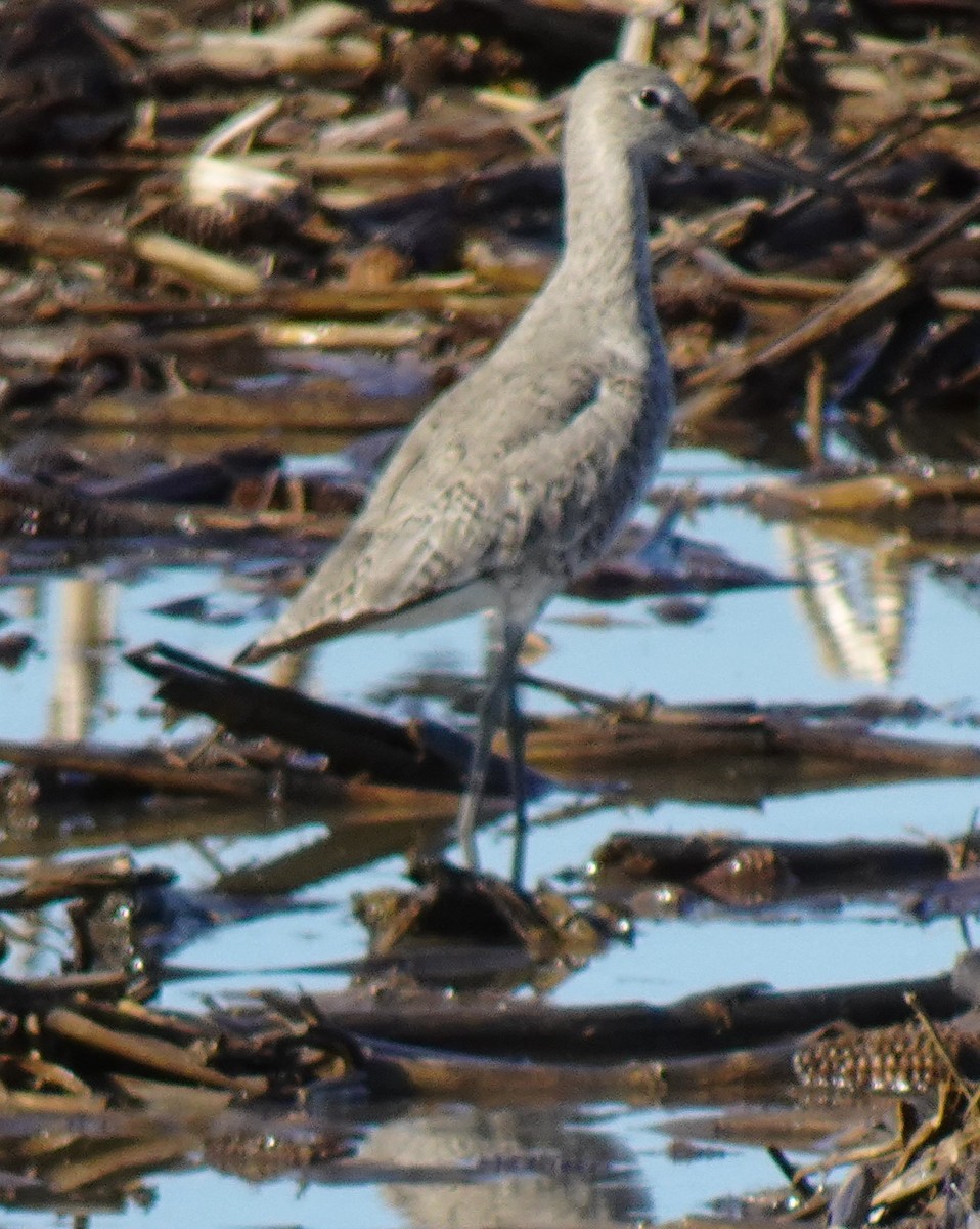 Willet - ML618619822