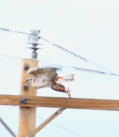 Ferruginous Hawk - ML618619823