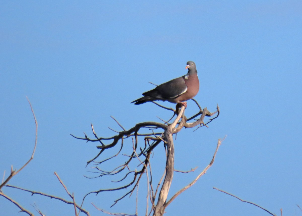 Common Wood-Pigeon - ML618619828