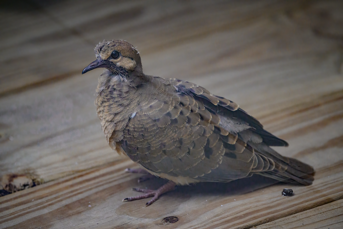 Mourning Dove - Frank Farese