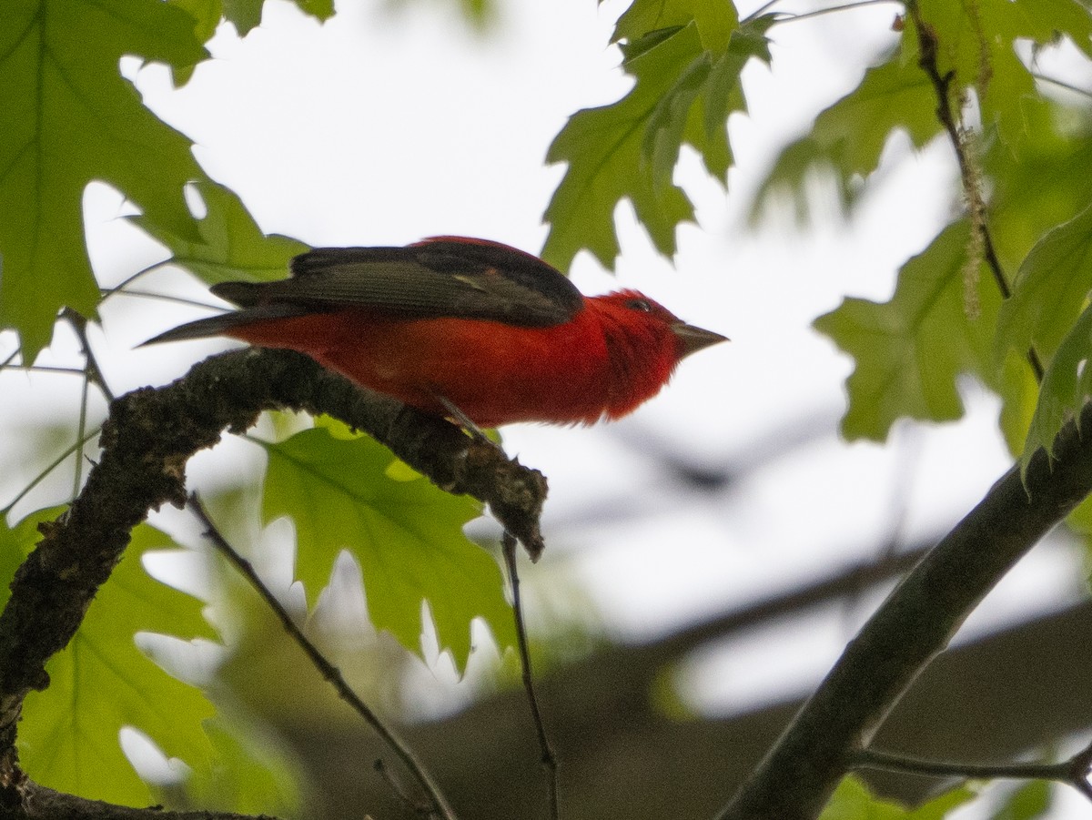 Scarlet Tanager - ML618619841