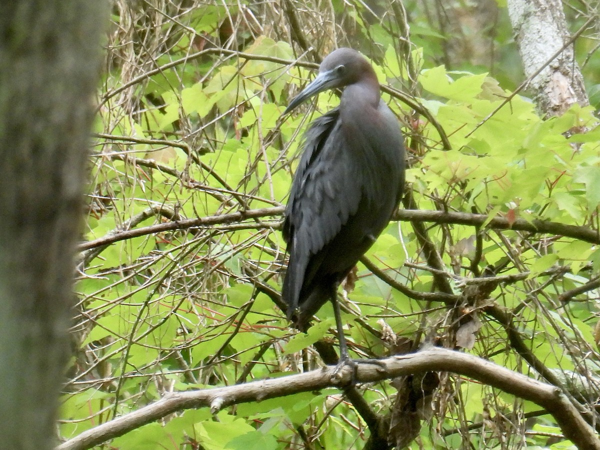 Little Blue Heron - L LeBlanc