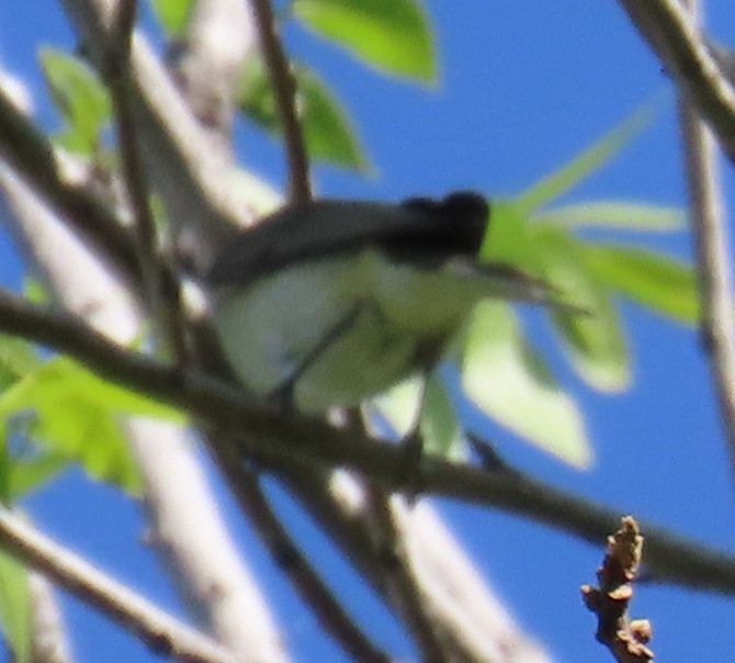 Tennessee Warbler - ML618619859