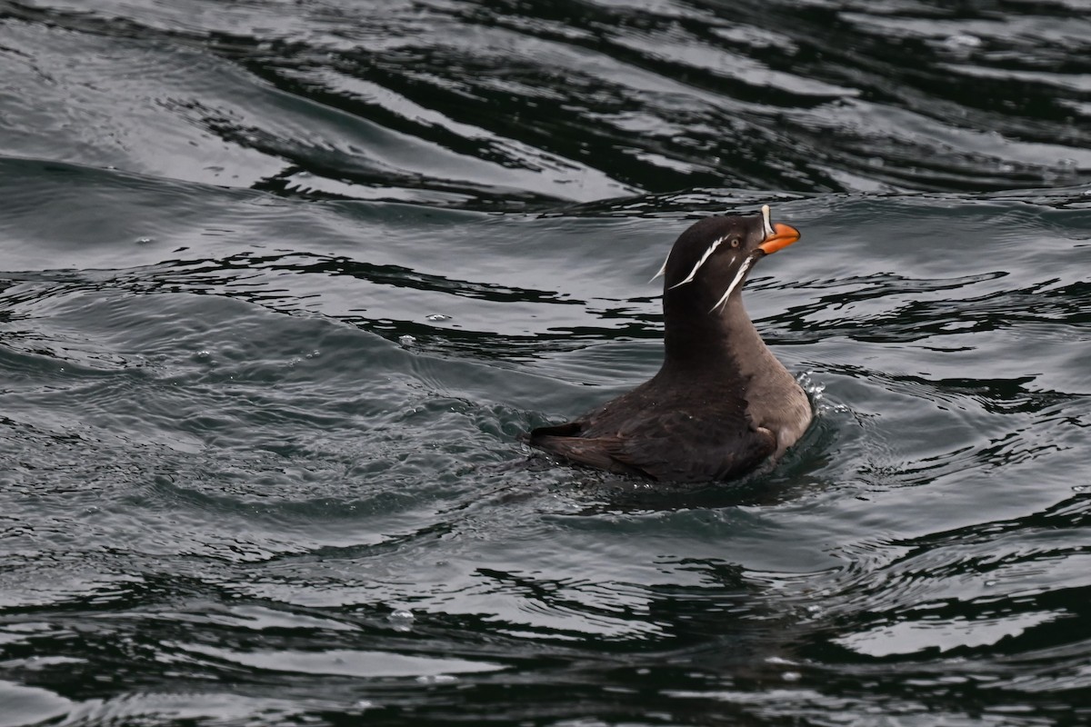 Rhinoceros Auklet - ML618619860