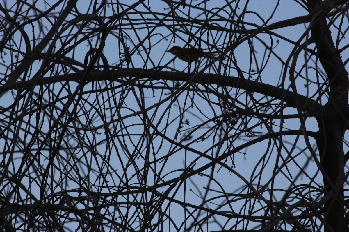 Ashy Prinia - ML618619865