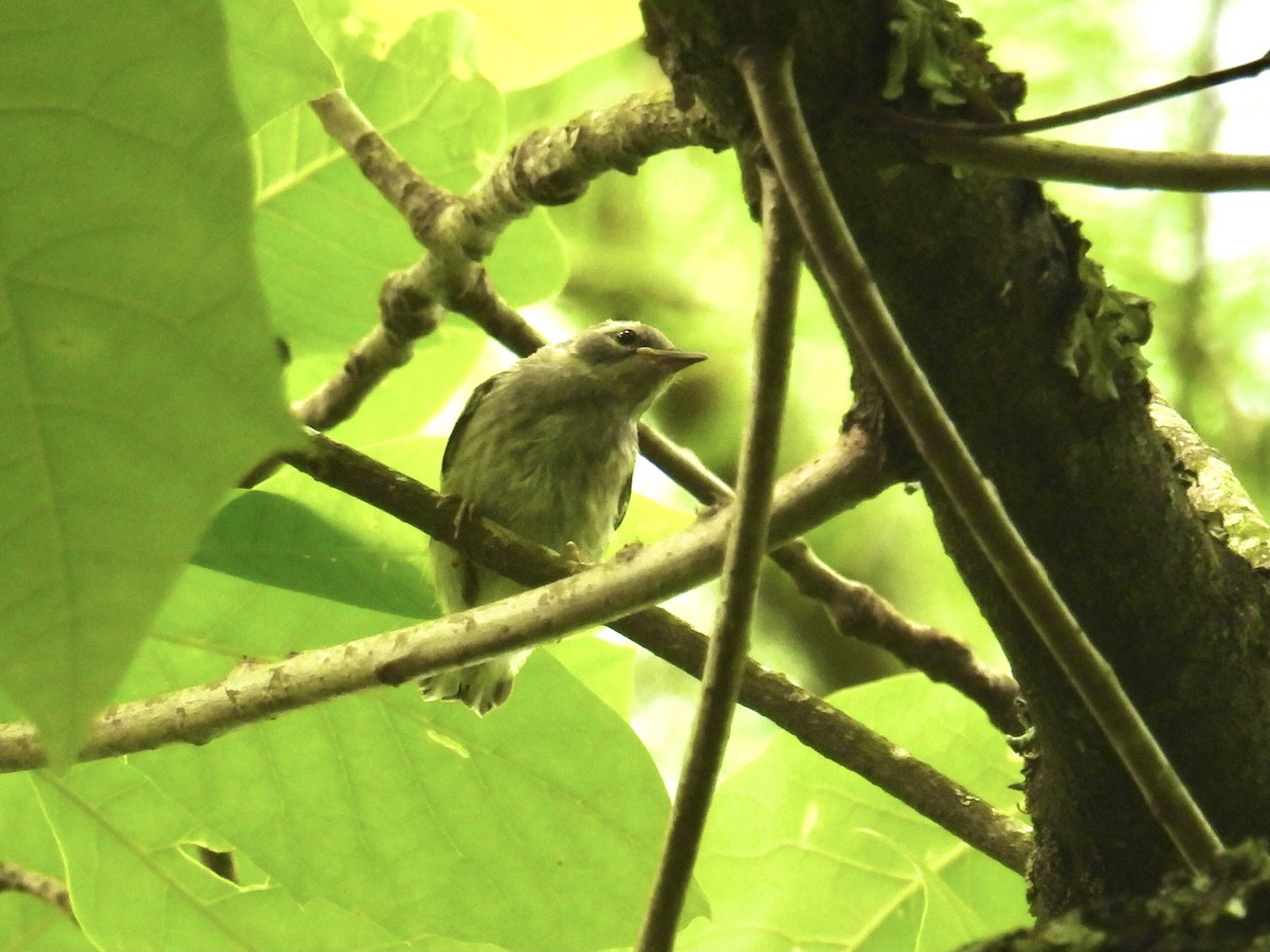 Prothonotary Warbler - ML618619869