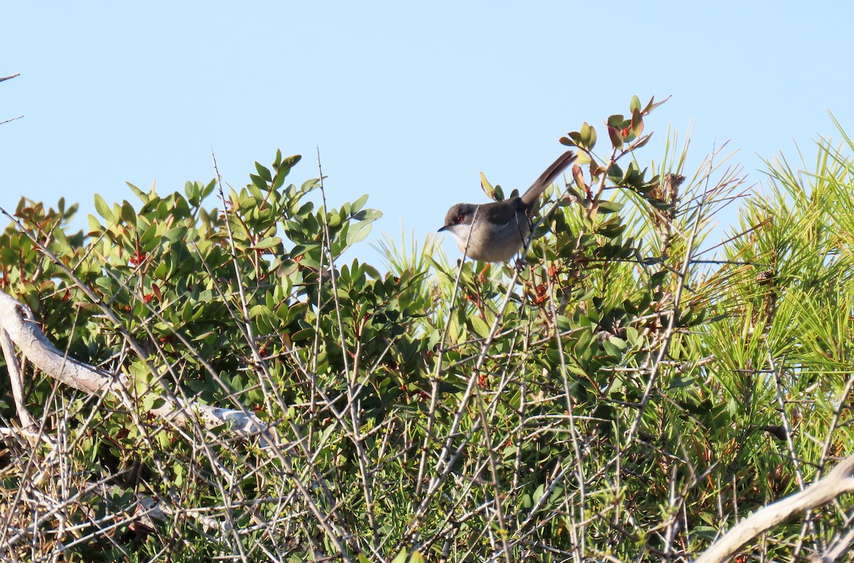 Sardinian Warbler - ML618619877