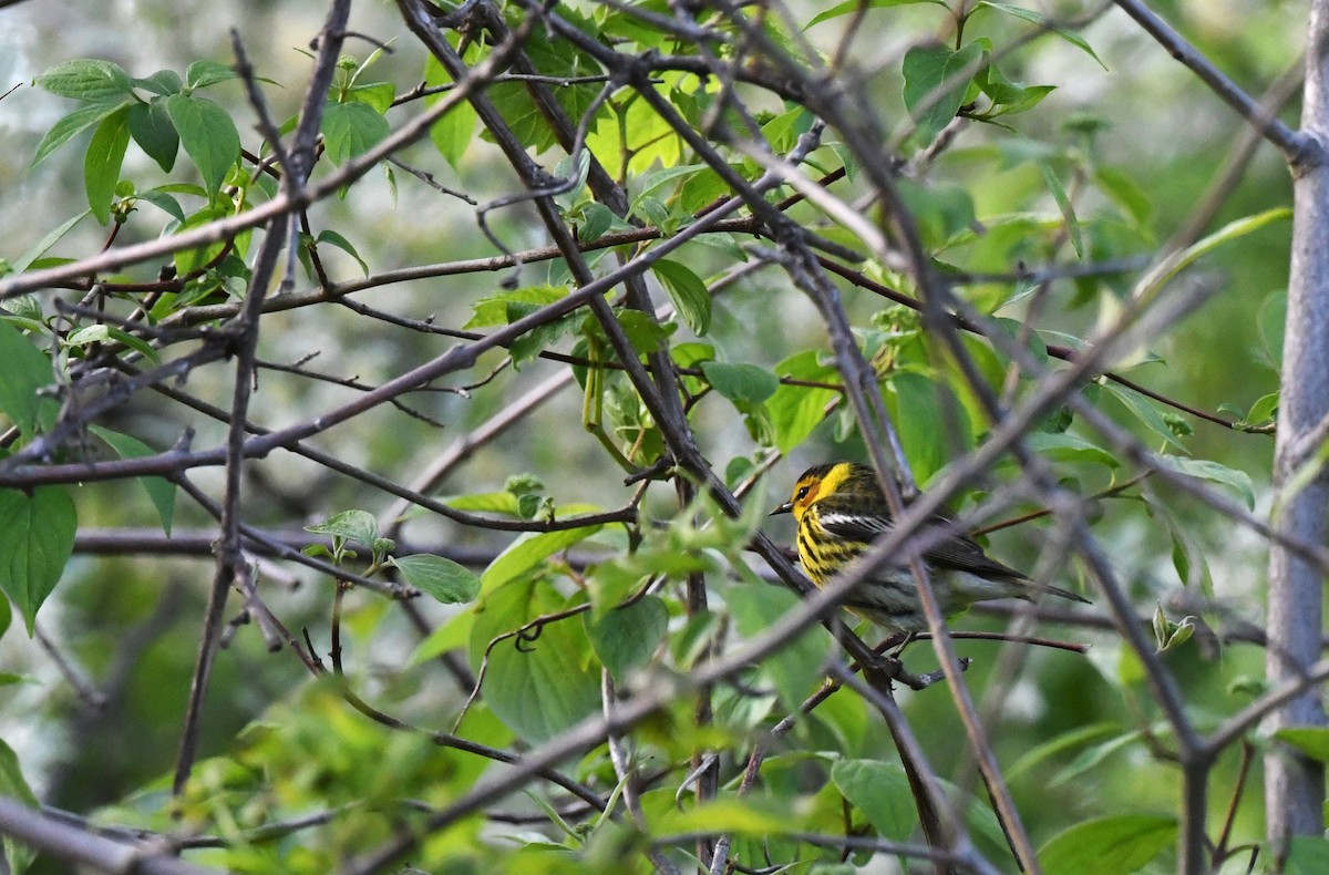 Cape May Warbler - ML618619882