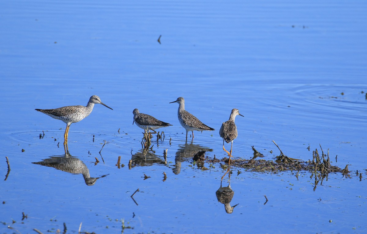 Lesser Yellowlegs - ML618619885