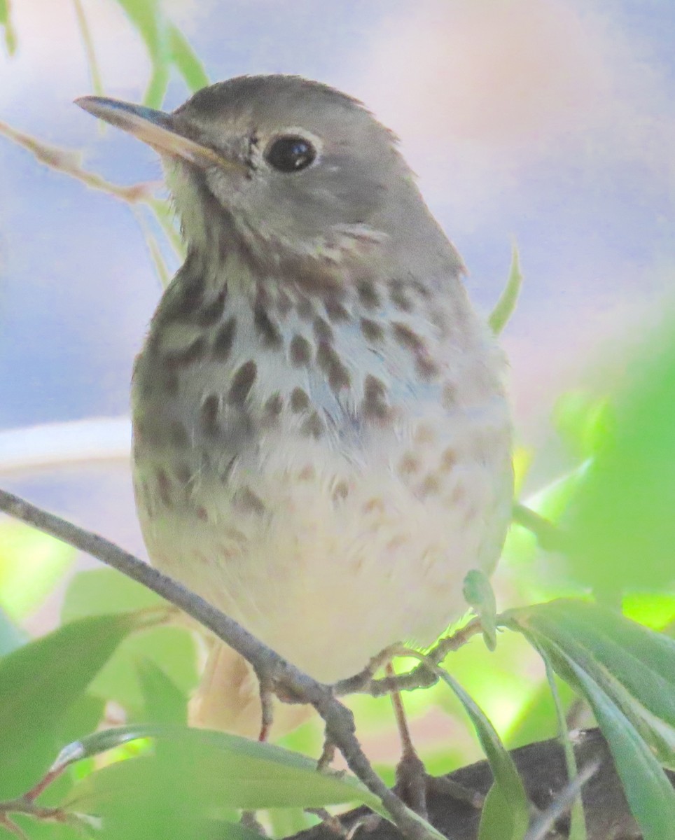 Hermit Thrush - ML618619894