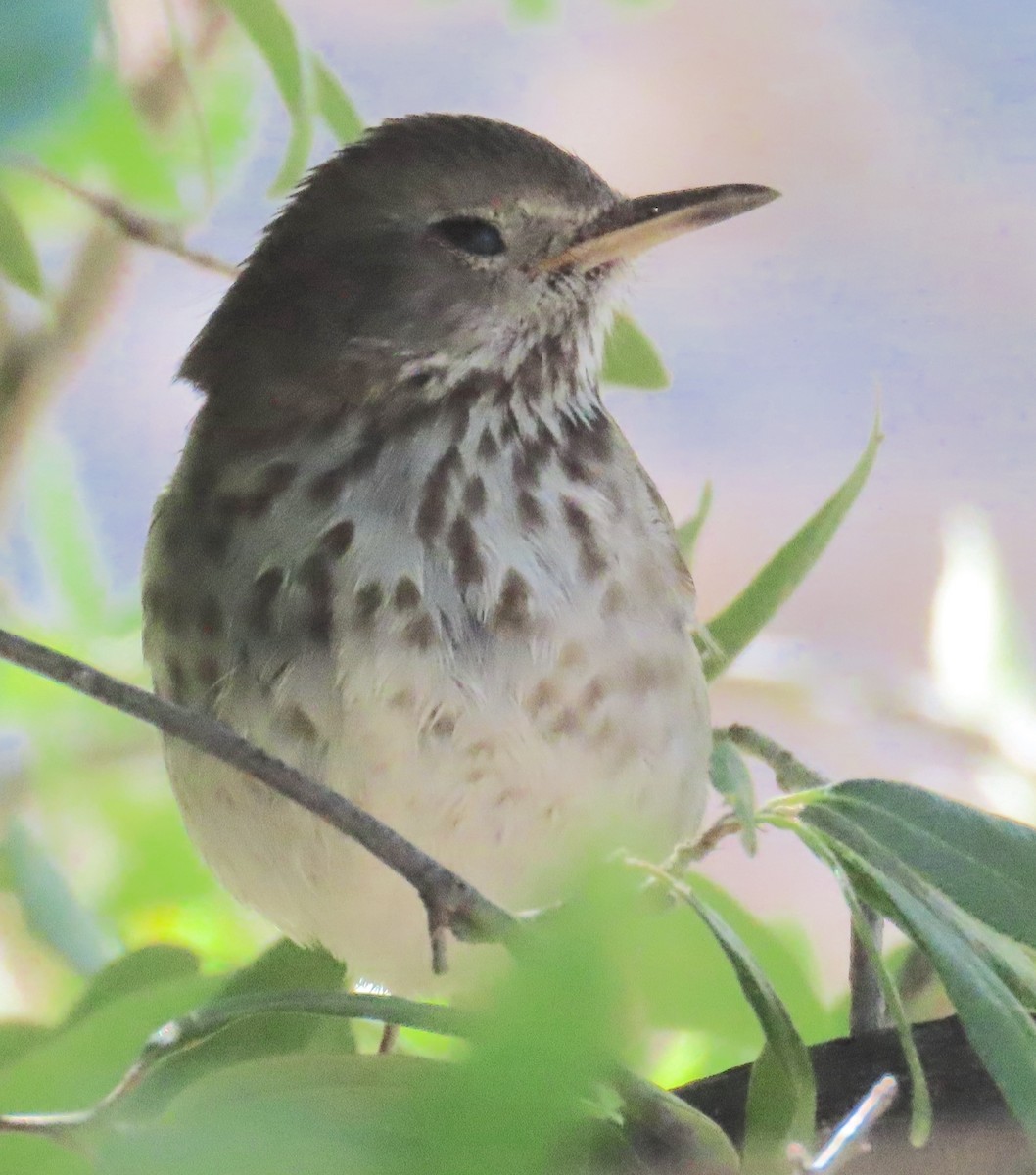 Hermit Thrush - ML618619895